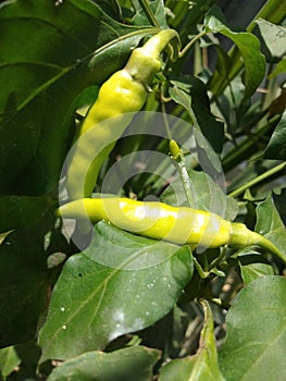 a light green chili with dark green embellishing leaves