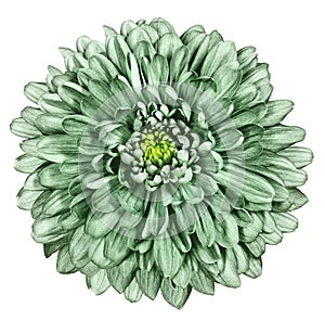 Light green chrysanthemum on white isolated background with clipping path. For design. Close-up.