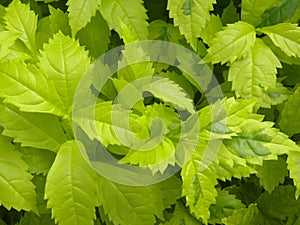 Light green color leaves of Golden dewdrop plant