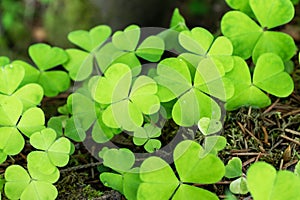 Light green Common wood-sorrel Oxalis acetosella background