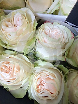 Light green and cream colored roses