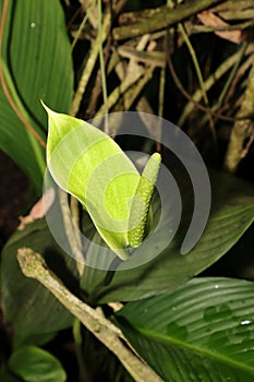 Light green cultivar of spathiphyllum floret