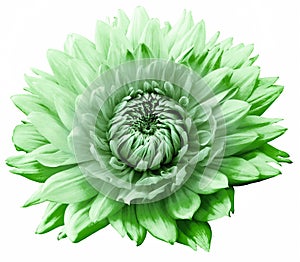 Light green dahlia  flower  on  a white isolated background. Closeup. For design.