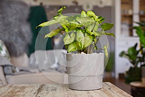 Light green exotic Syngonium Podophyllum vine plant in gray flower pot on table