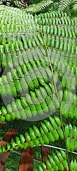 Light green Fern leaf took on upper view