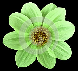 Light  green  flower dahlia isolated on white background. For design. Clearer focus. Closeup.