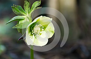 Light green flowers of hellebore white Helleborus, Christmas rose or Lenten rose, begin to open in winter, and bloom all spring.