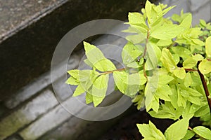 Light green foliage with dew against stone steps