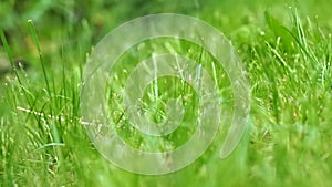 Light Green fresh grass of lawn in a  meadow, garden, land or park. natural field background at sunny day. copyspace texture