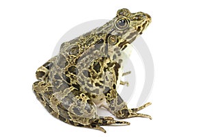 Light green frog