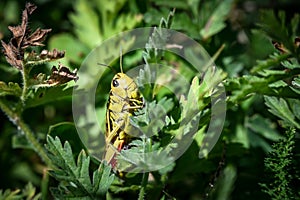 Light green grass hopper sitting in the grass