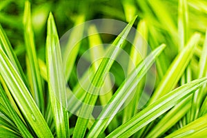 Light green grass texture blurred background closeup, water drops, grass blades macro, spring nature, summer season wallpaper