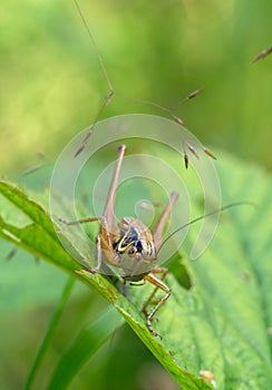 A light green grasshopper is hiding in the grass, close-up. Summer season.