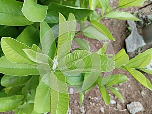 Light green Guava tree leaves in sunlight