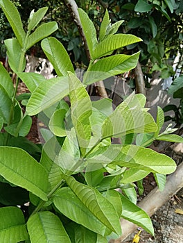 Light green Guava tree leaves in sunlight