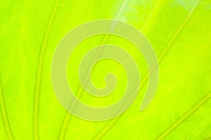 Light green leaf abstract nature background