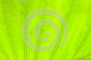 Light green leaf abstract nature background