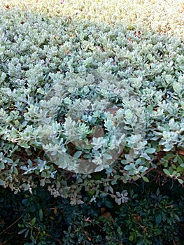 Light Green leaf tree of tropical garden.