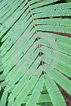 Light green leaves of Climbing Wattle tree, Acacia pennata (L.), THAI