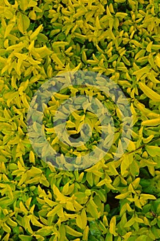 Light green leaves forming a pattern