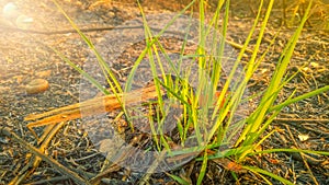 Light green leaves and grass after a forest fire.