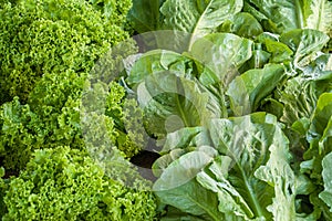 Light green lettuce leaves, farmers market