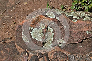 LIGHT GREEN LICHEN GROWING ON A ROCK