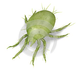 Light green mite bug