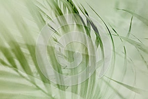 Light green palm leaf background