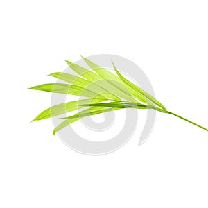 Light green palm leaf isolated on white background