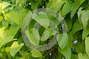 Light green plant leaf of dioscorea basiclavicaulis background pattern