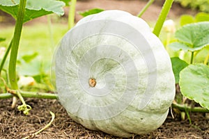 Light green pumpkin grows in the garden and is gaining ripeness