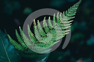 light green right beautiful ferns leaves green foliage natural floral fern on dark