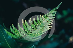 light green right beautiful ferns leaves green foliage natural floral fern on dark