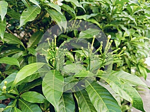 Light green shoots of prospective jasmine flowers