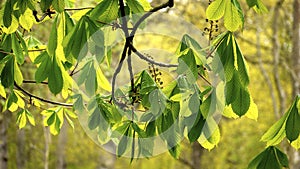 Light green spring leaves and flower bud.