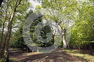 Light green springtime forest