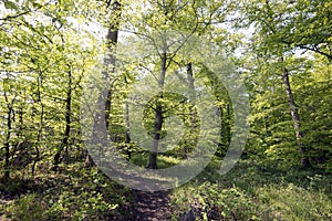 Light green springtime forest