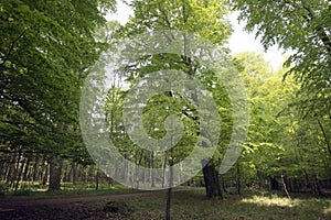 Light green springtime forest