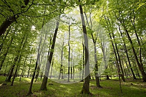 Light green springtime forest