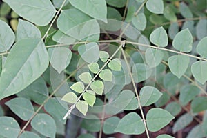 Light green starfruit tree leaf shoots