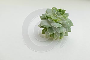 Light green succulent rosette on light background, close-up. Side view on echeveria plant with thick funny leaves for