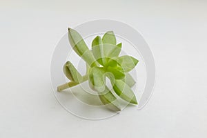 Light green succulent rosette on light gray background, close-up. Side view on echeveria plant with thick funny leaves