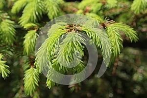 Light green young fur-tree branches in spring