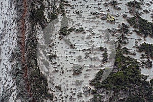 greenish grey bark of silver poplar texture