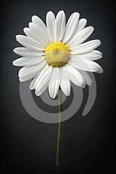 Blooming Resilience: The Opportunistic Beauty of White Daisies A photo