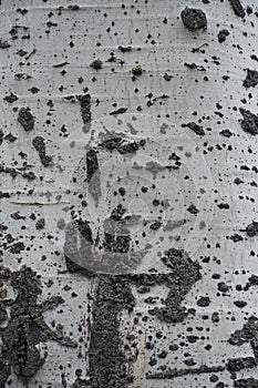 Light grey bark of silver poplar texture