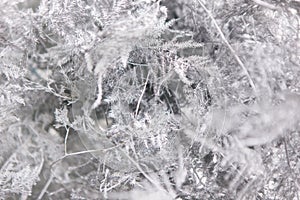 Light grey floral background of ferns