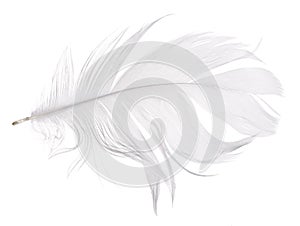 Light grey goose feather isolated on white