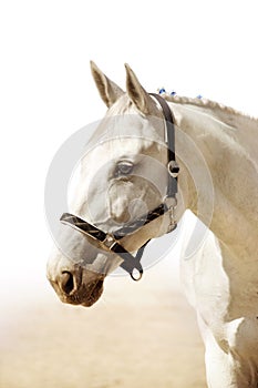 Light grey horse